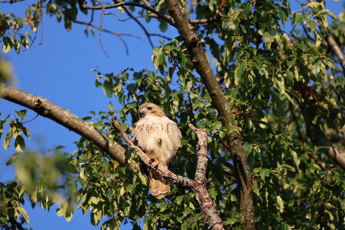 Red-tailed Hawk - ML620411648