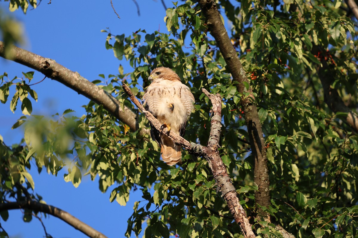 Red-tailed Hawk - ML620411651