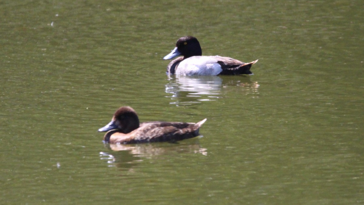 Lesser Scaup - ML620411656