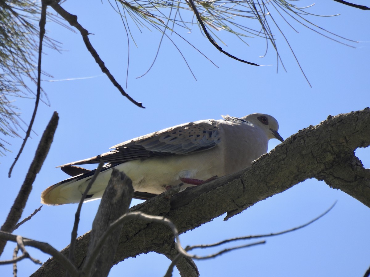 European Turtle-Dove - ML620411668