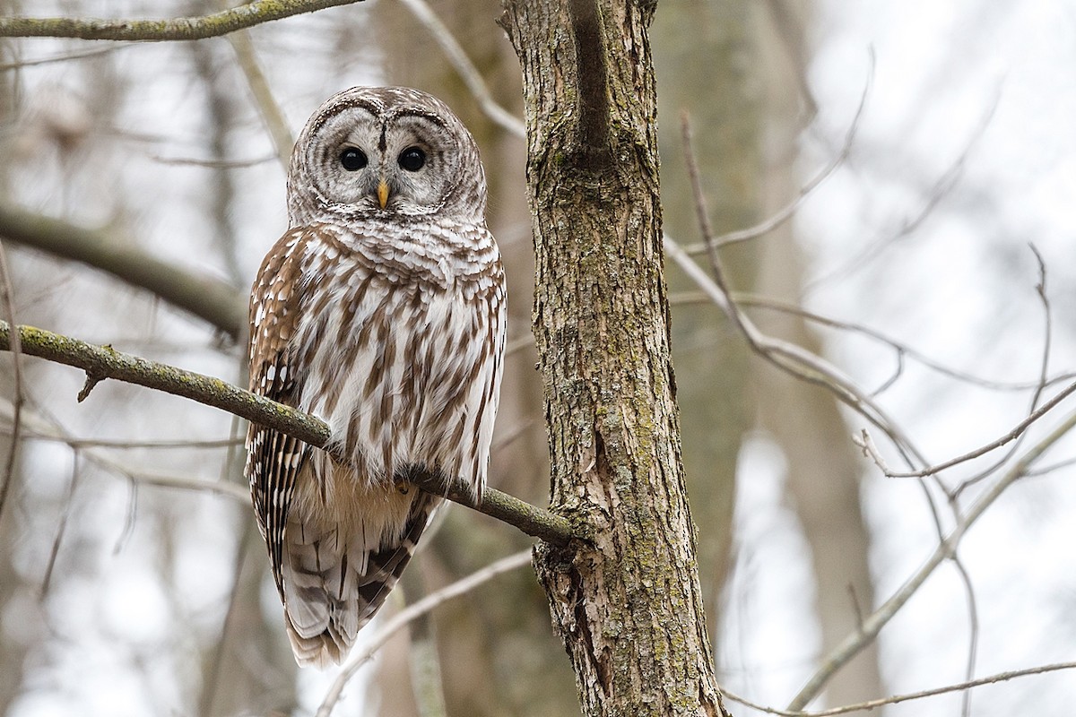 Barred Owl - ML620411670