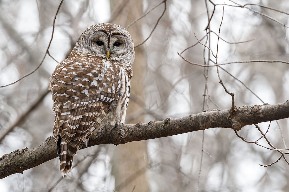 Barred Owl - ML620411671