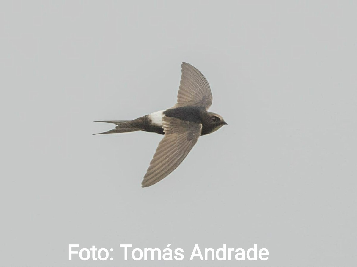 White-rumped Swift - ML620411678