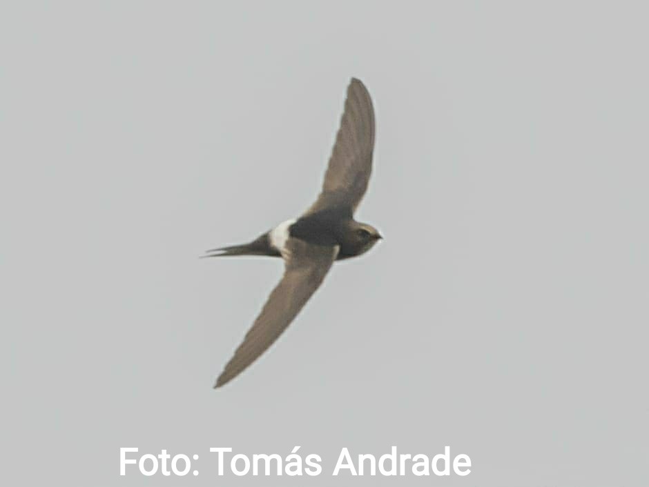 White-rumped Swift - ML620411681