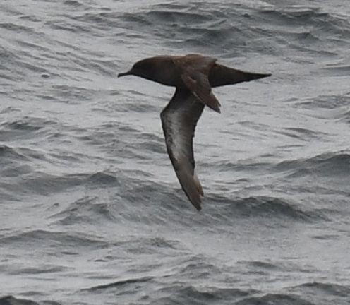 Sooty Shearwater - ML620411688