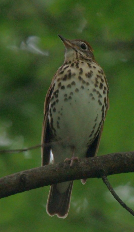 Wood Thrush - ML620411692