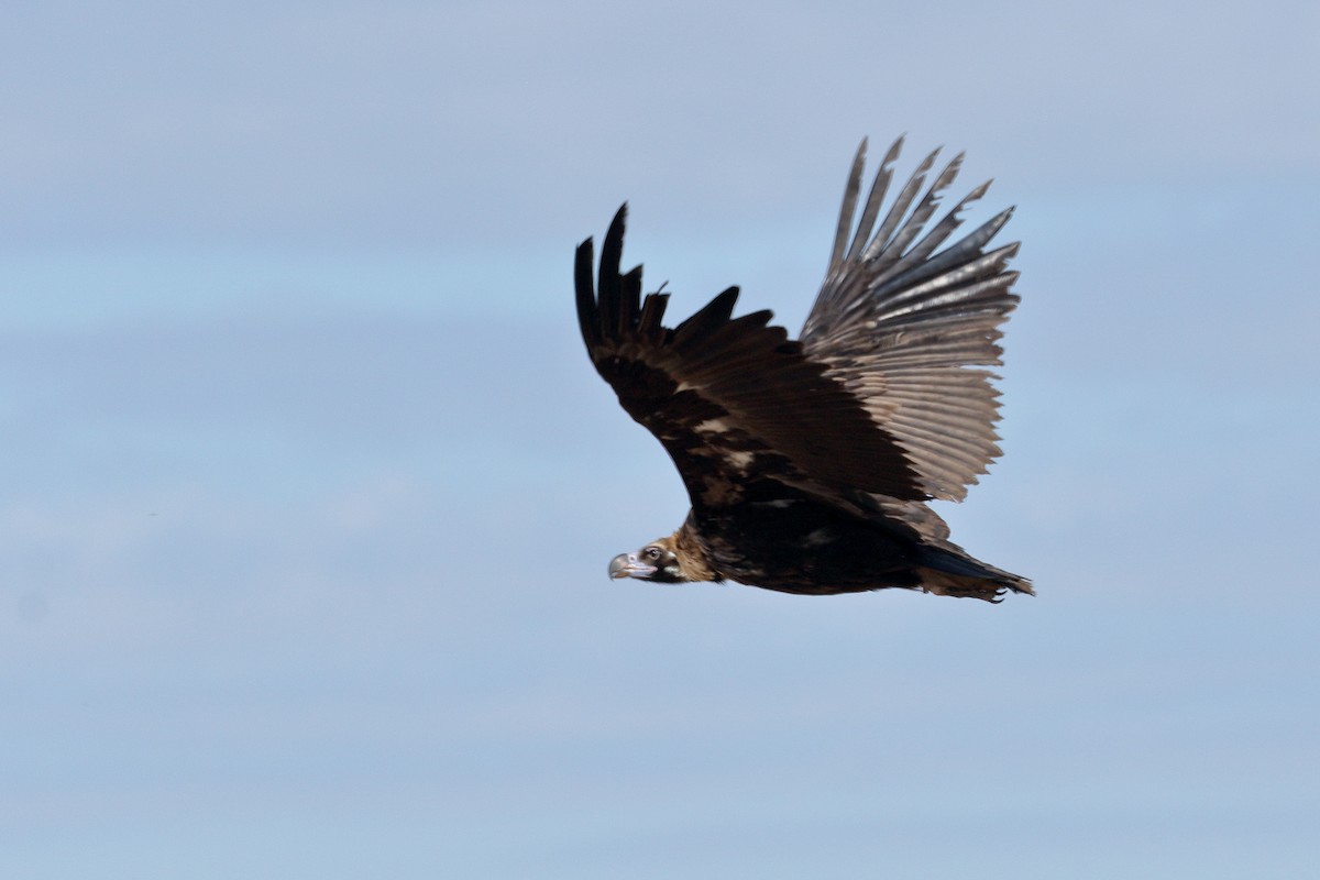 Cinereous Vulture - ML620411696