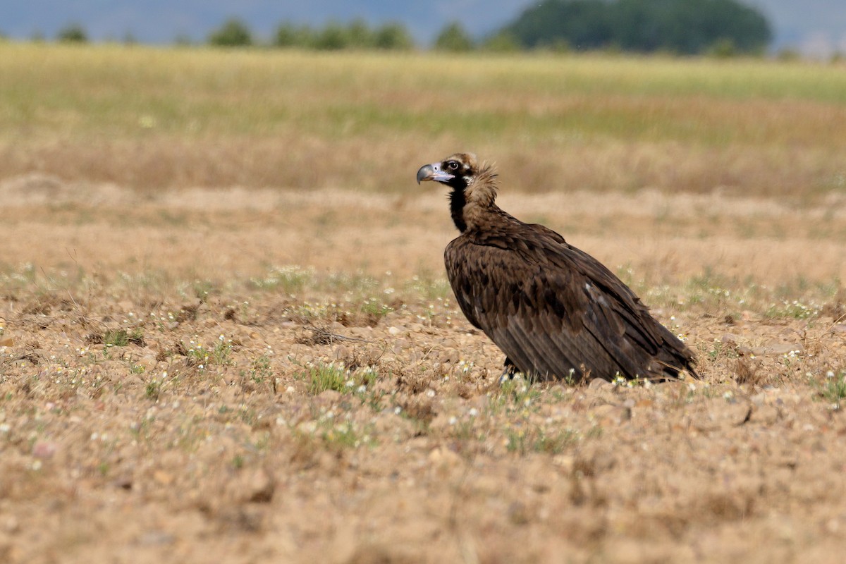 Cinereous Vulture - ML620411697