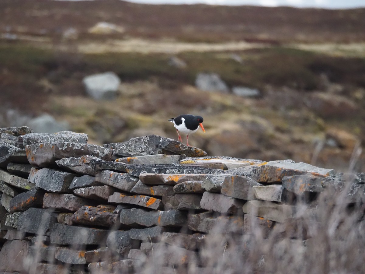 Eurasian Oystercatcher - ML620411698