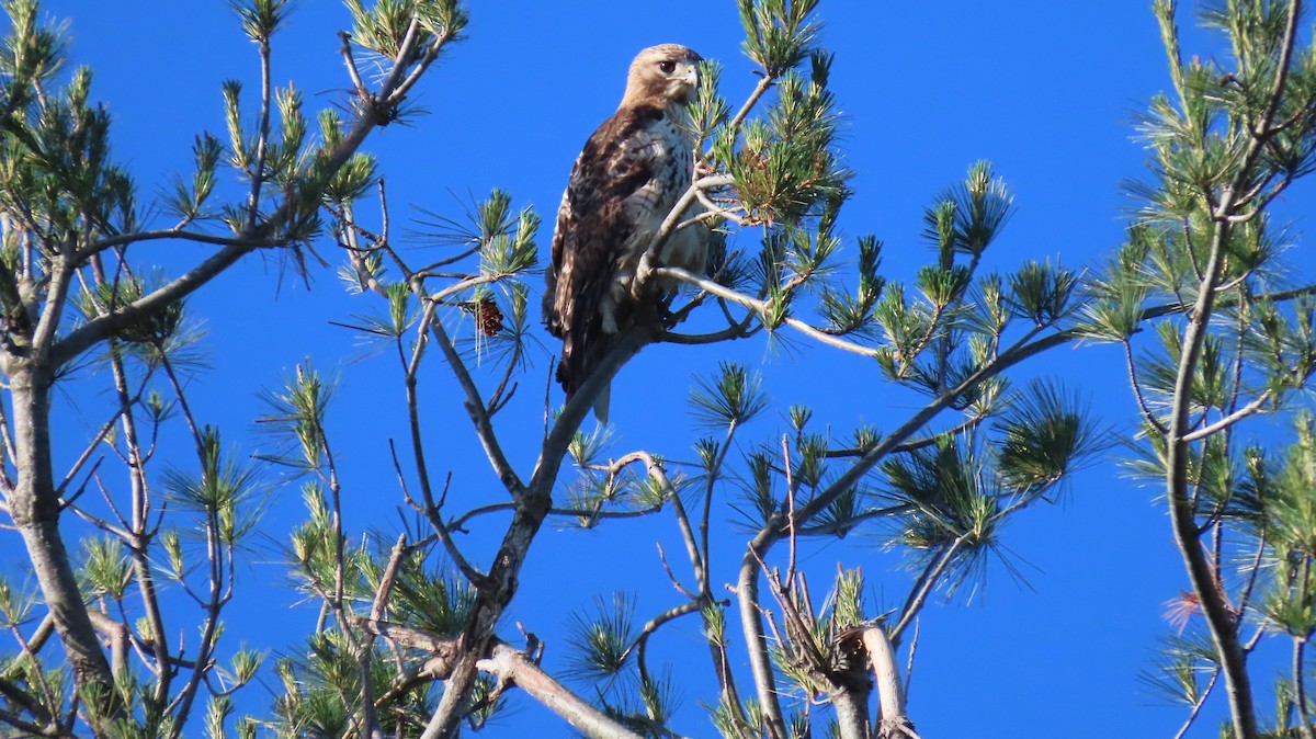 Red-tailed Hawk - ML620411699