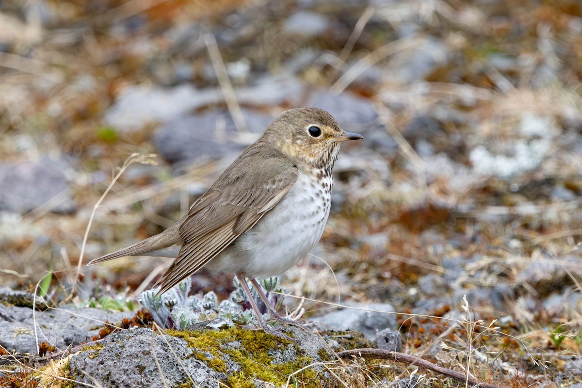 Swainson's Thrush - ML620411700