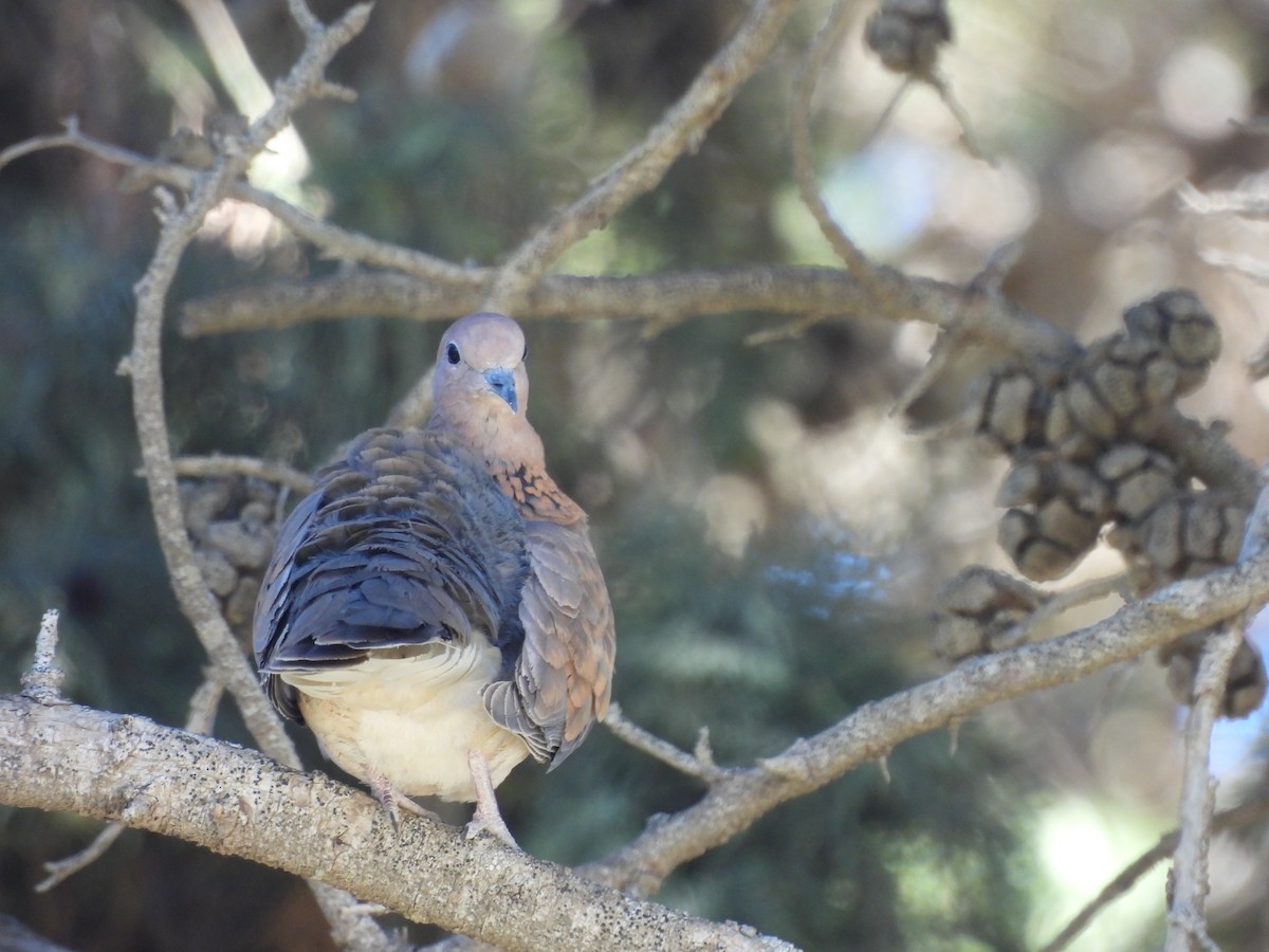 Laughing Dove - ML620411704