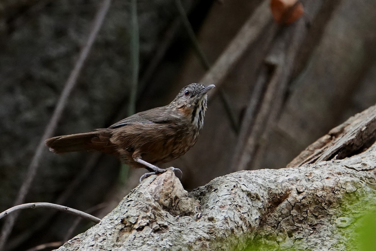 Rufous Limestone Babbler - ML620411707