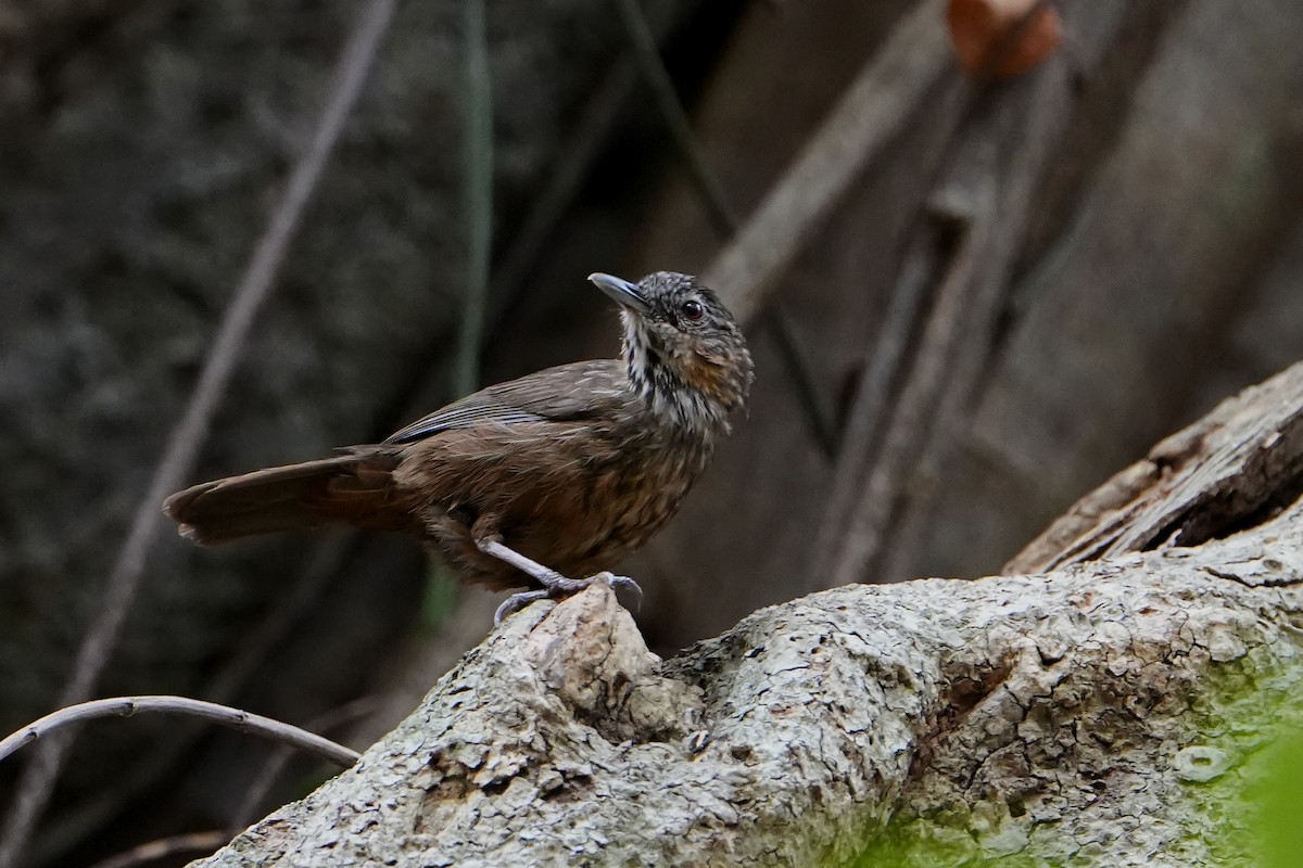 Rufous Limestone Babbler - ML620411710