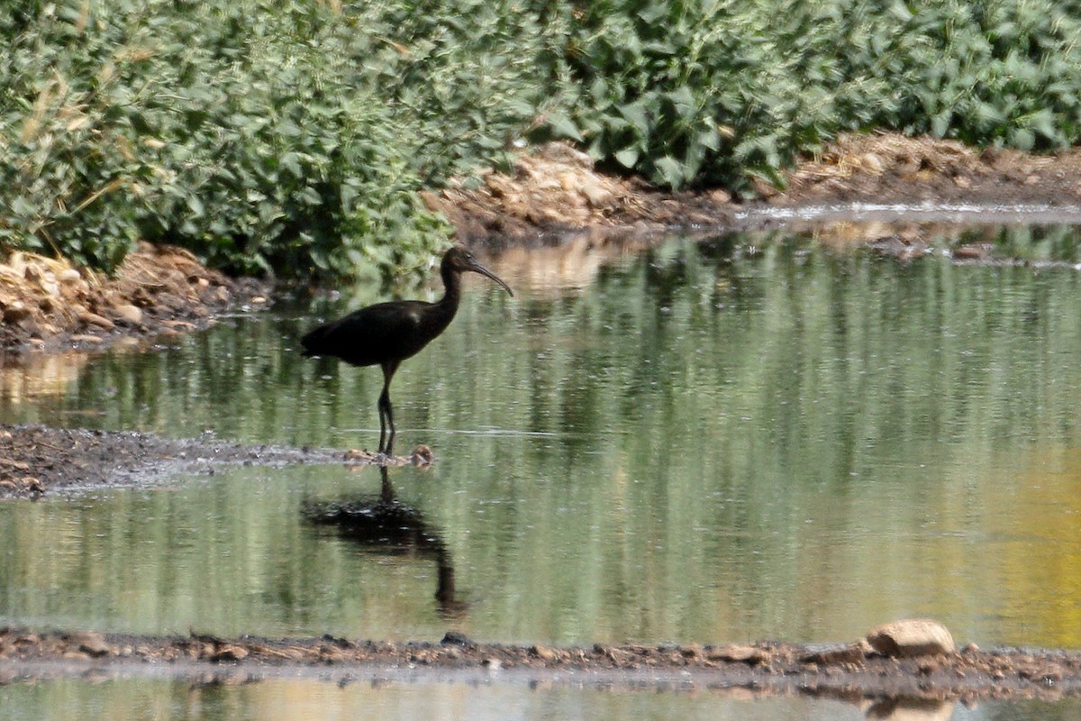 Glossy Ibis - ML620411714