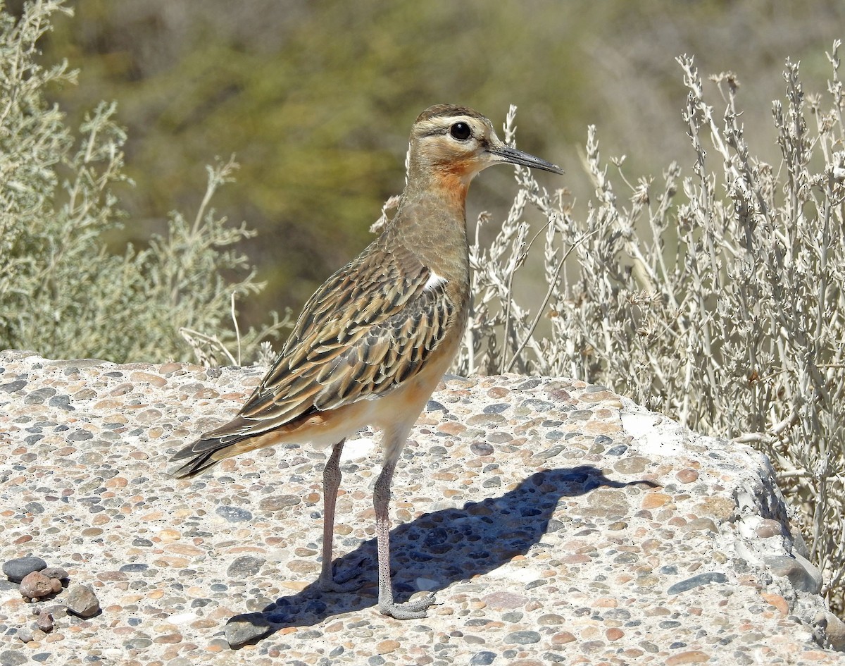 Tawny-throated Dotterel - ML620411716