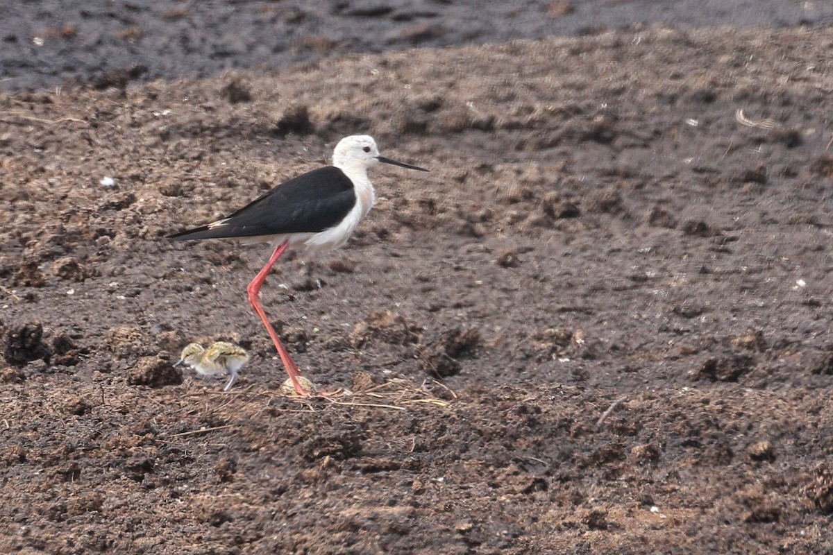 Black-winged Stilt - ML620411722