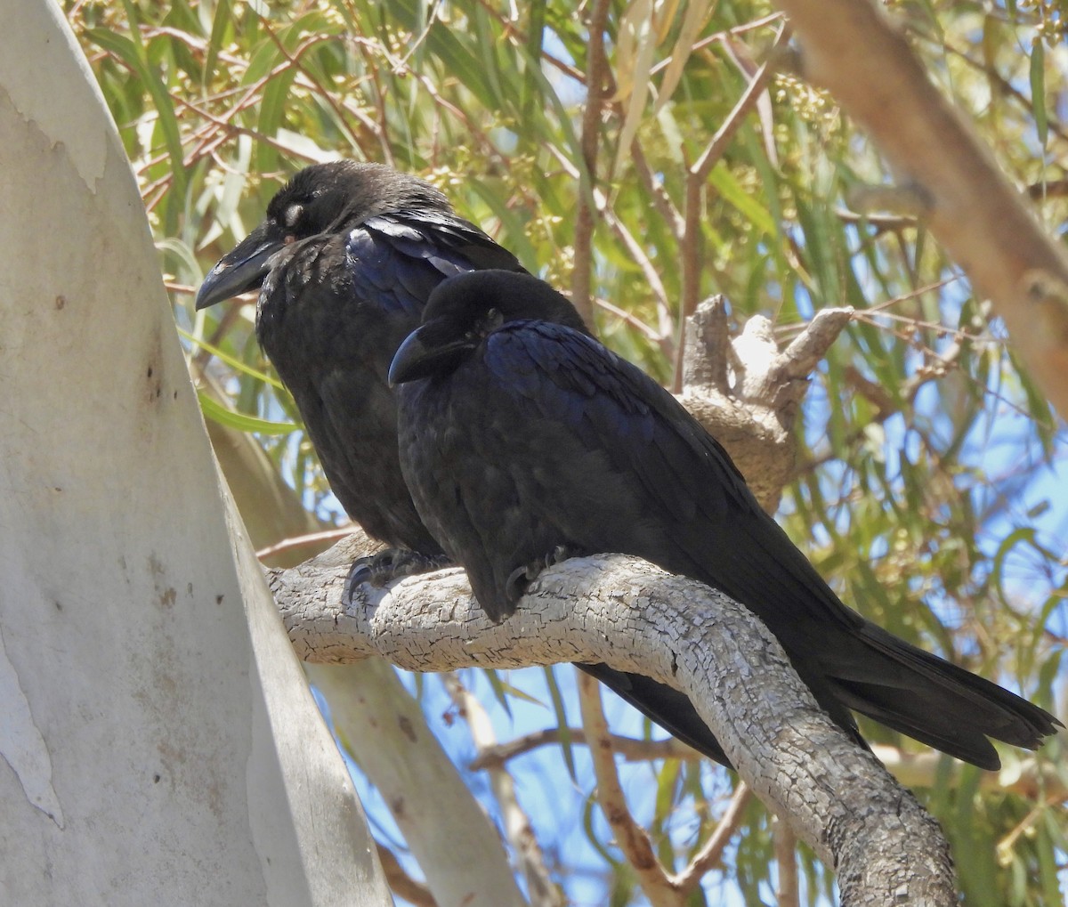 Common Raven - ML620411726