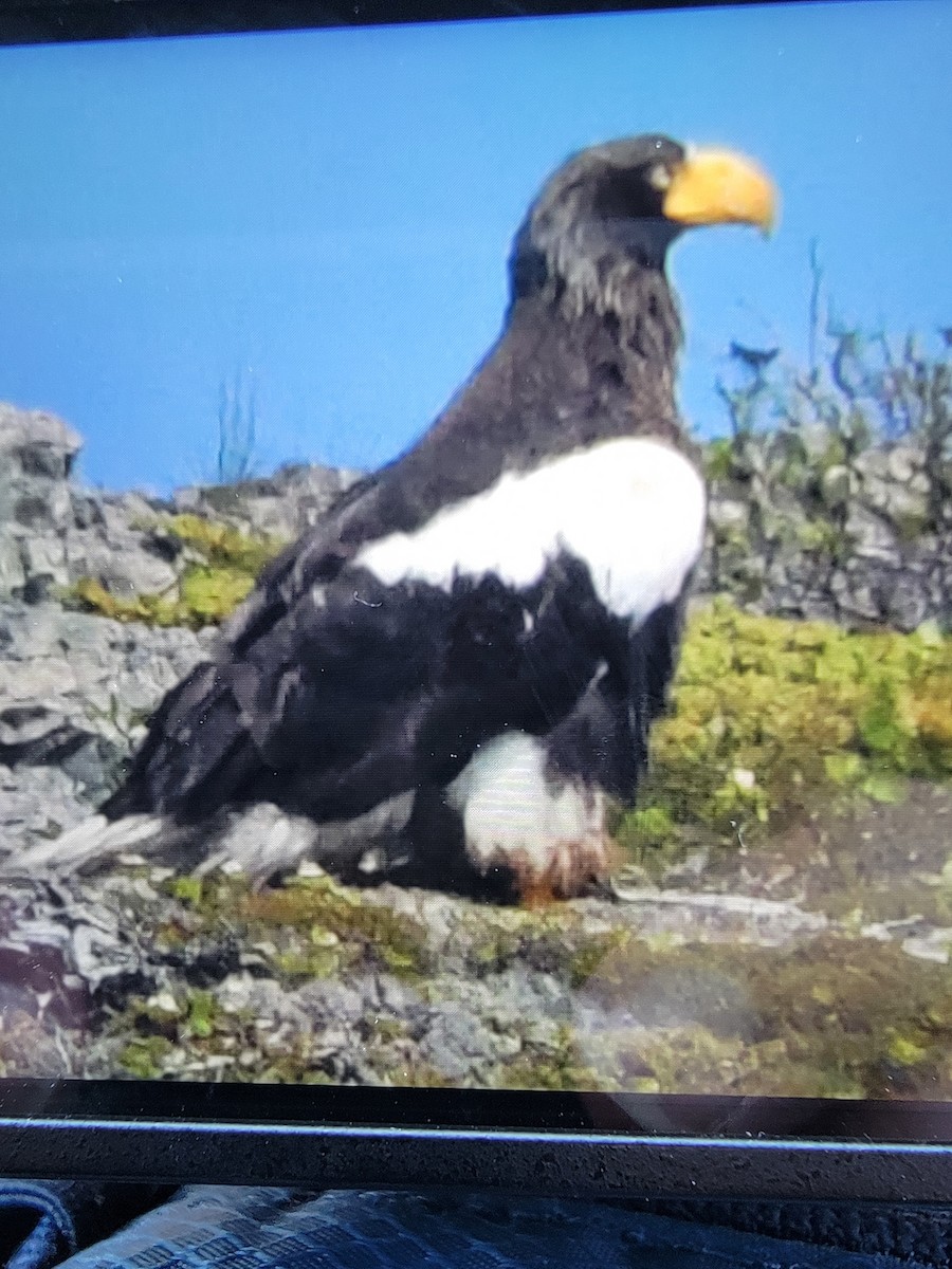 Steller's Sea-Eagle - ML620411729