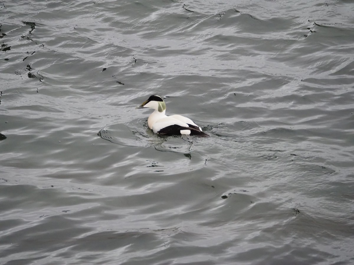 Common Eider - ML620411731