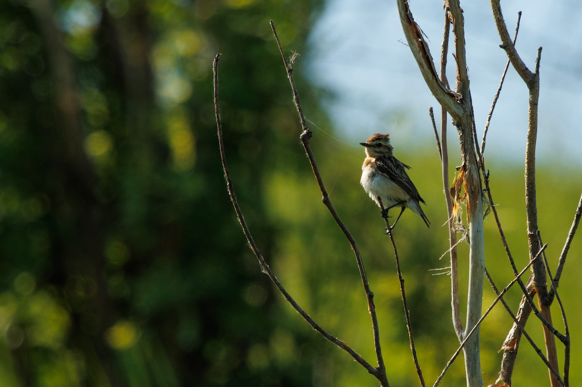 Whinchat - ML620411735