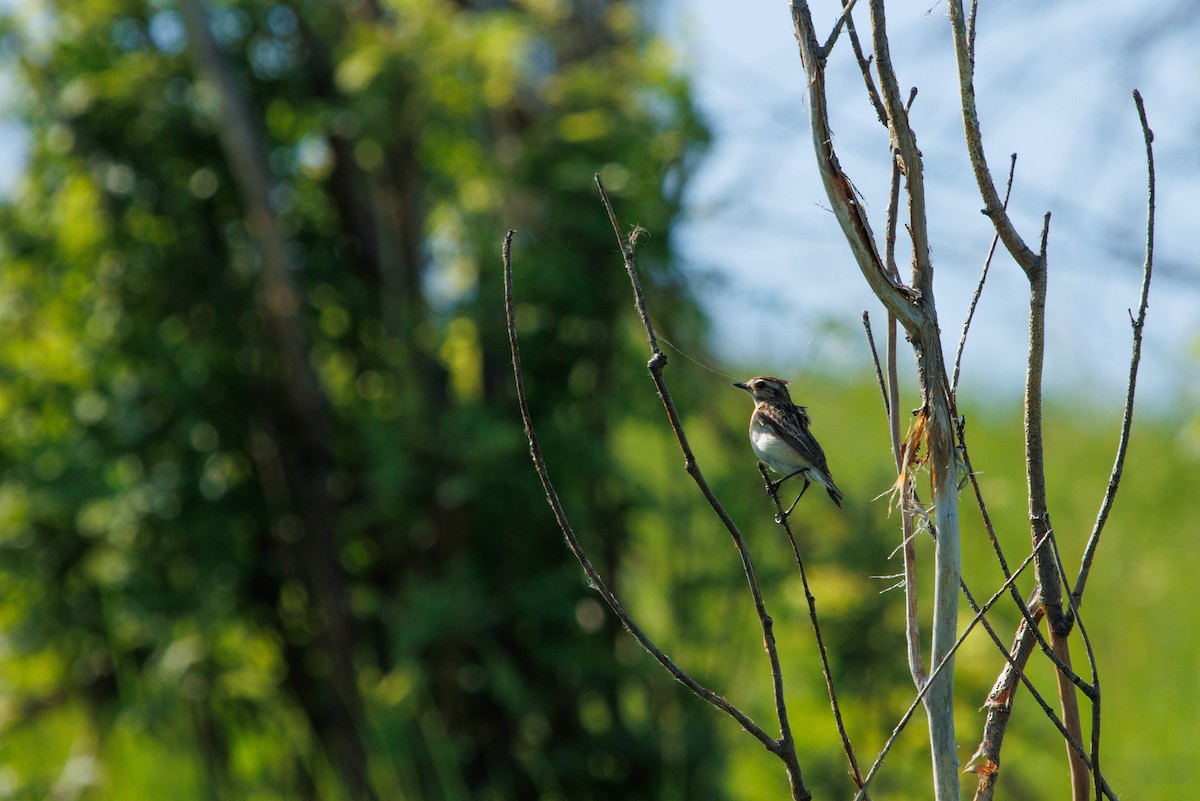 Whinchat - ML620411736