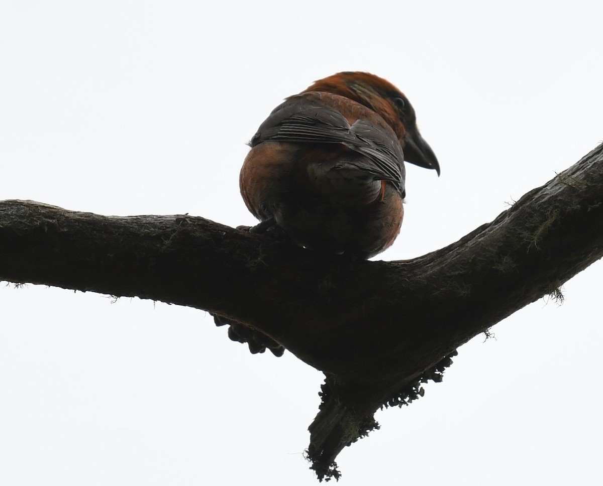 Red Crossbill - ML620411738