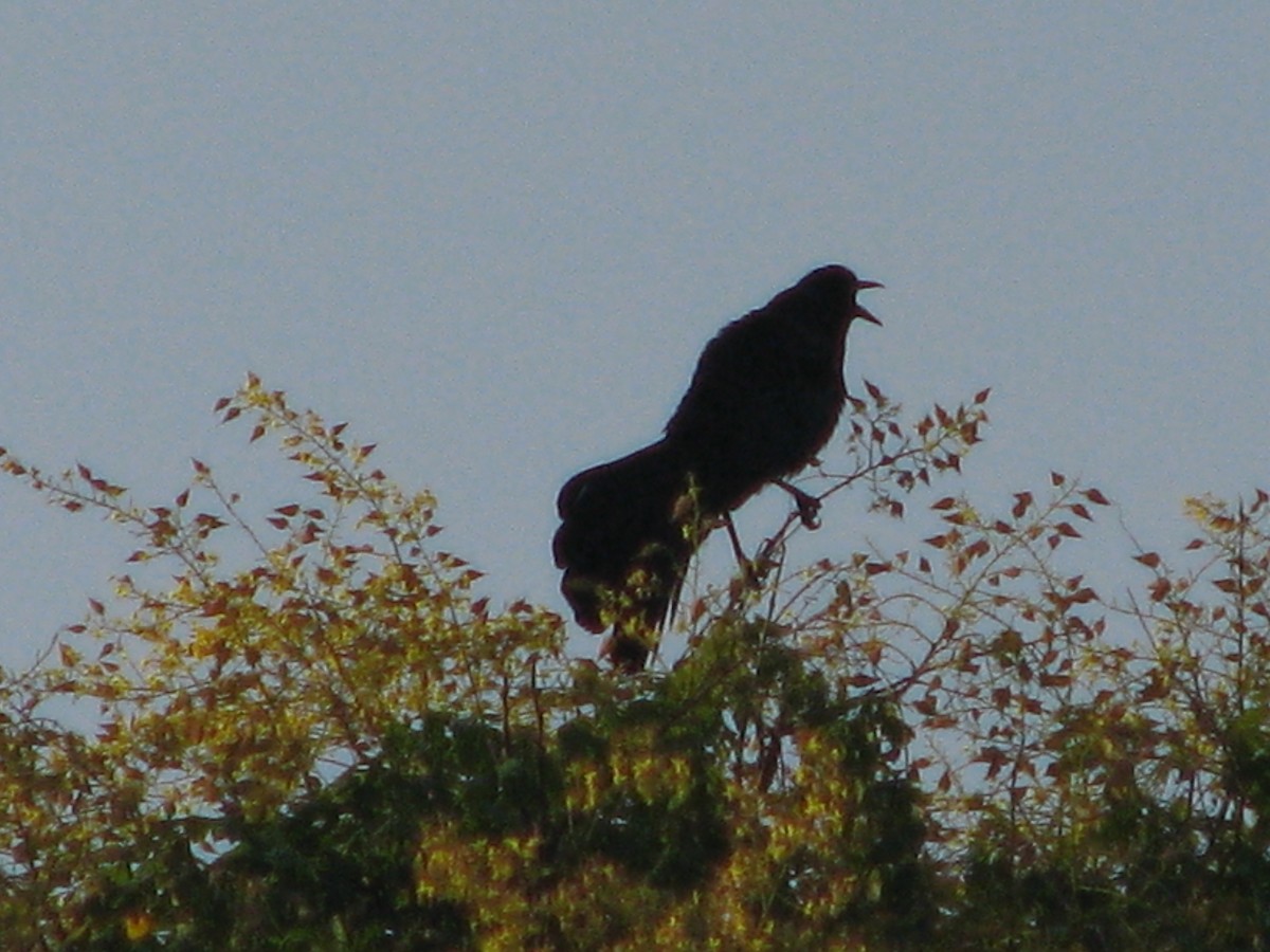 Great-tailed Grackle - ML620411742