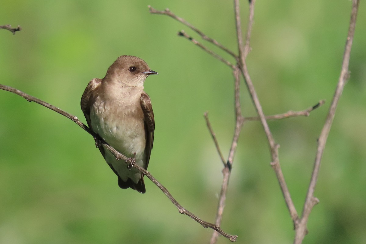 Northern Rough-winged Swallow - ML620411745