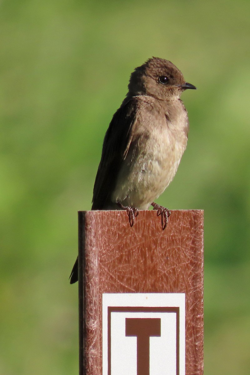 Northern Rough-winged Swallow - ML620411746