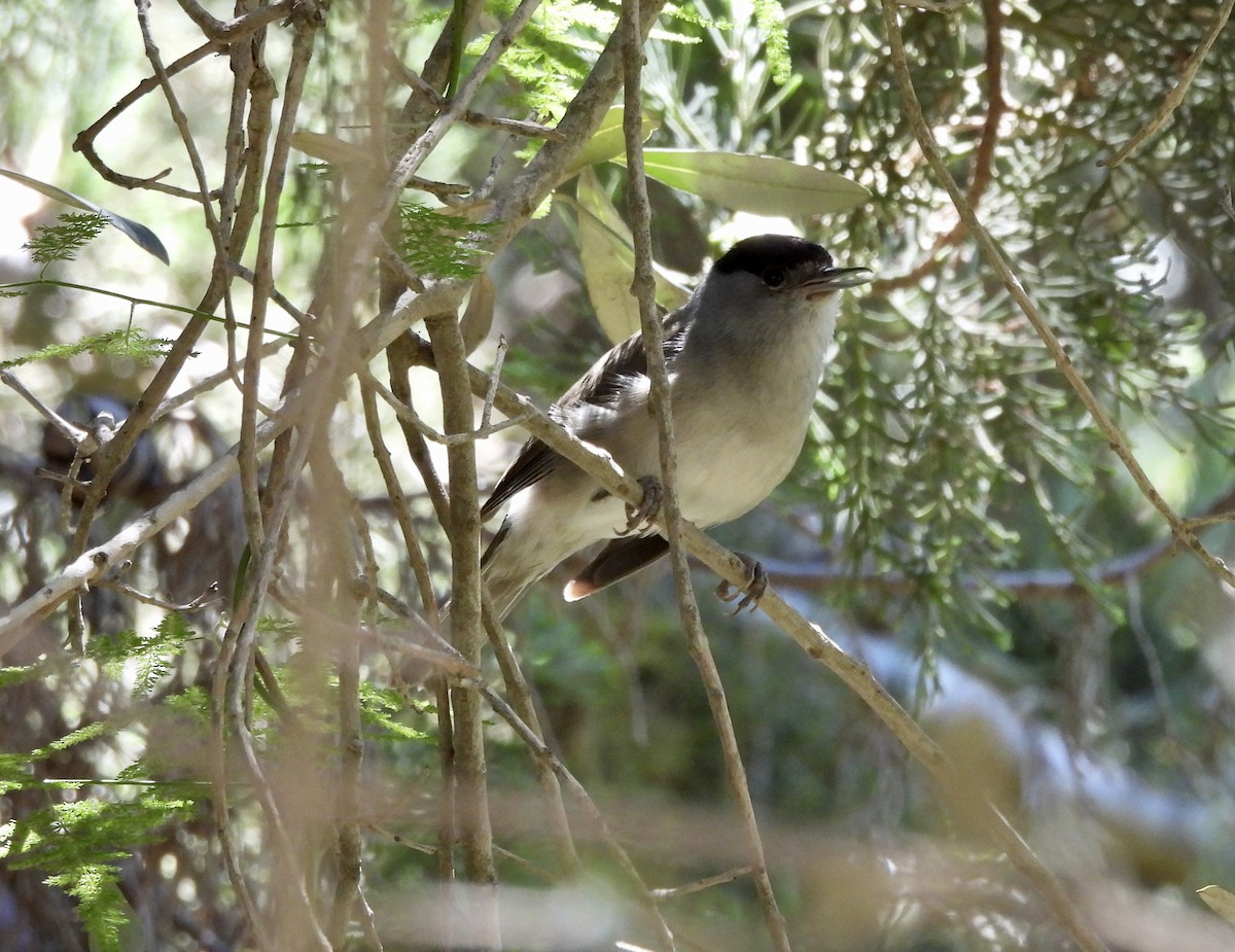 Eurasian Blackcap - ML620411747