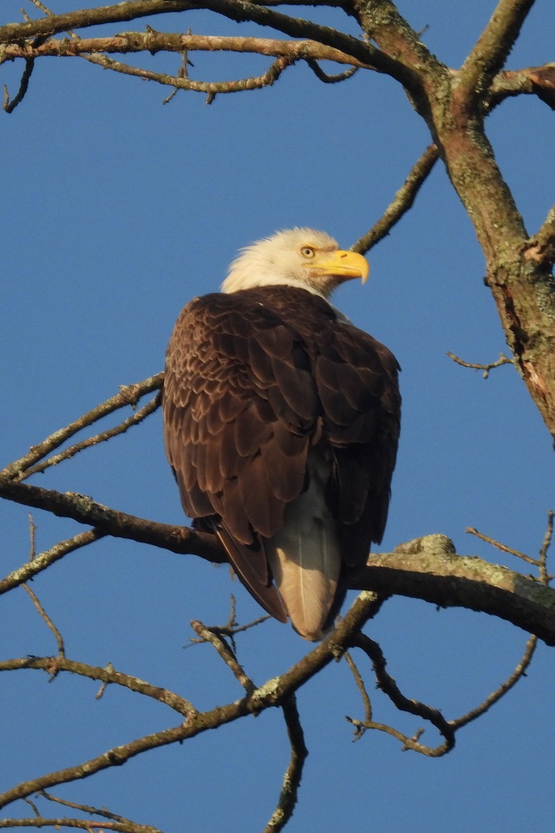 Weißkopf-Seeadler - ML620411764