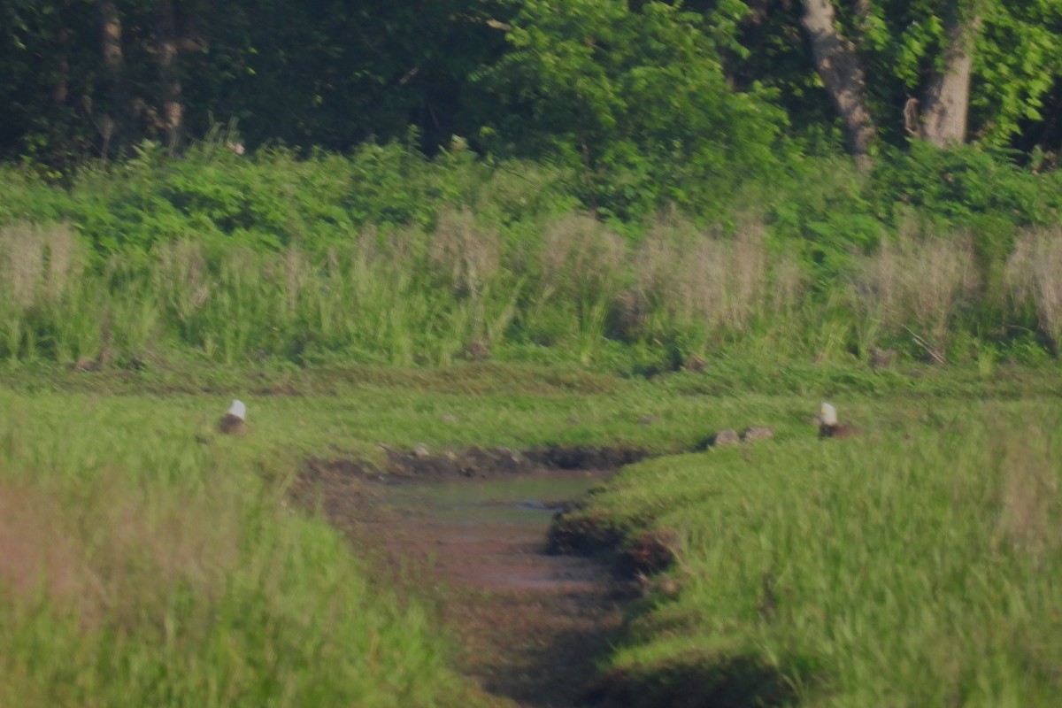 Bald Eagle - ML620411765