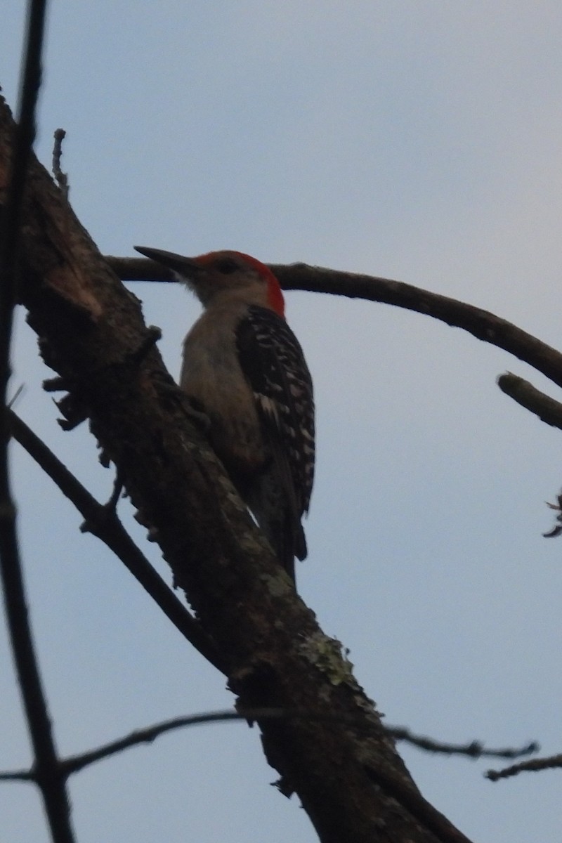 Red-bellied Woodpecker - ML620411772