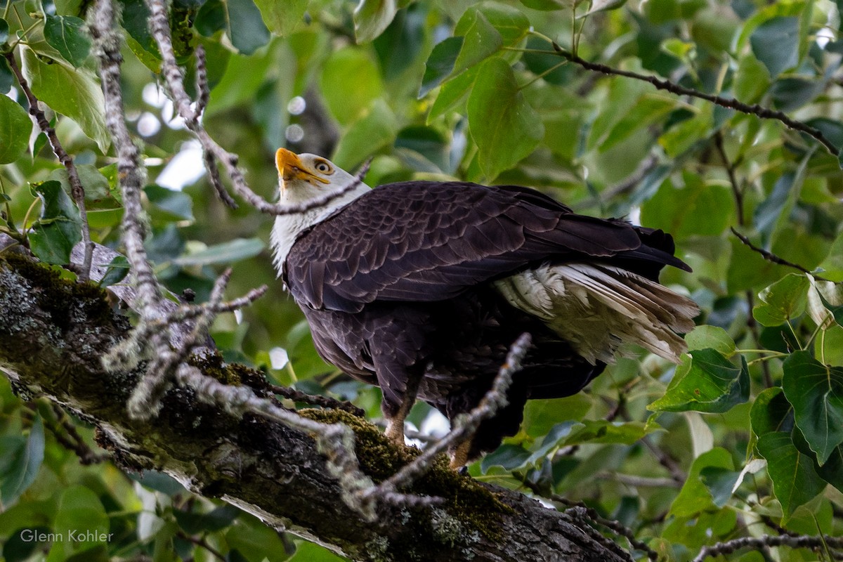 Bald Eagle - ML620411775