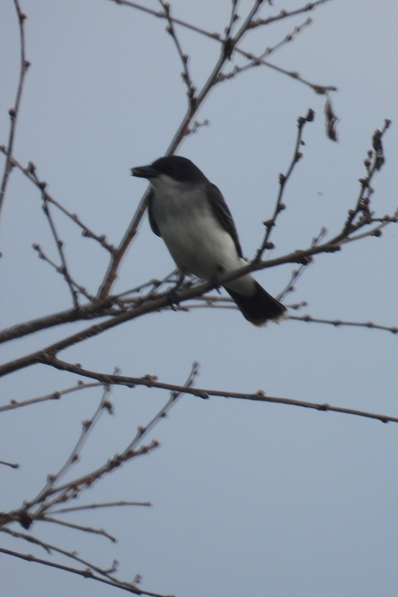 Eastern Kingbird - ML620411777