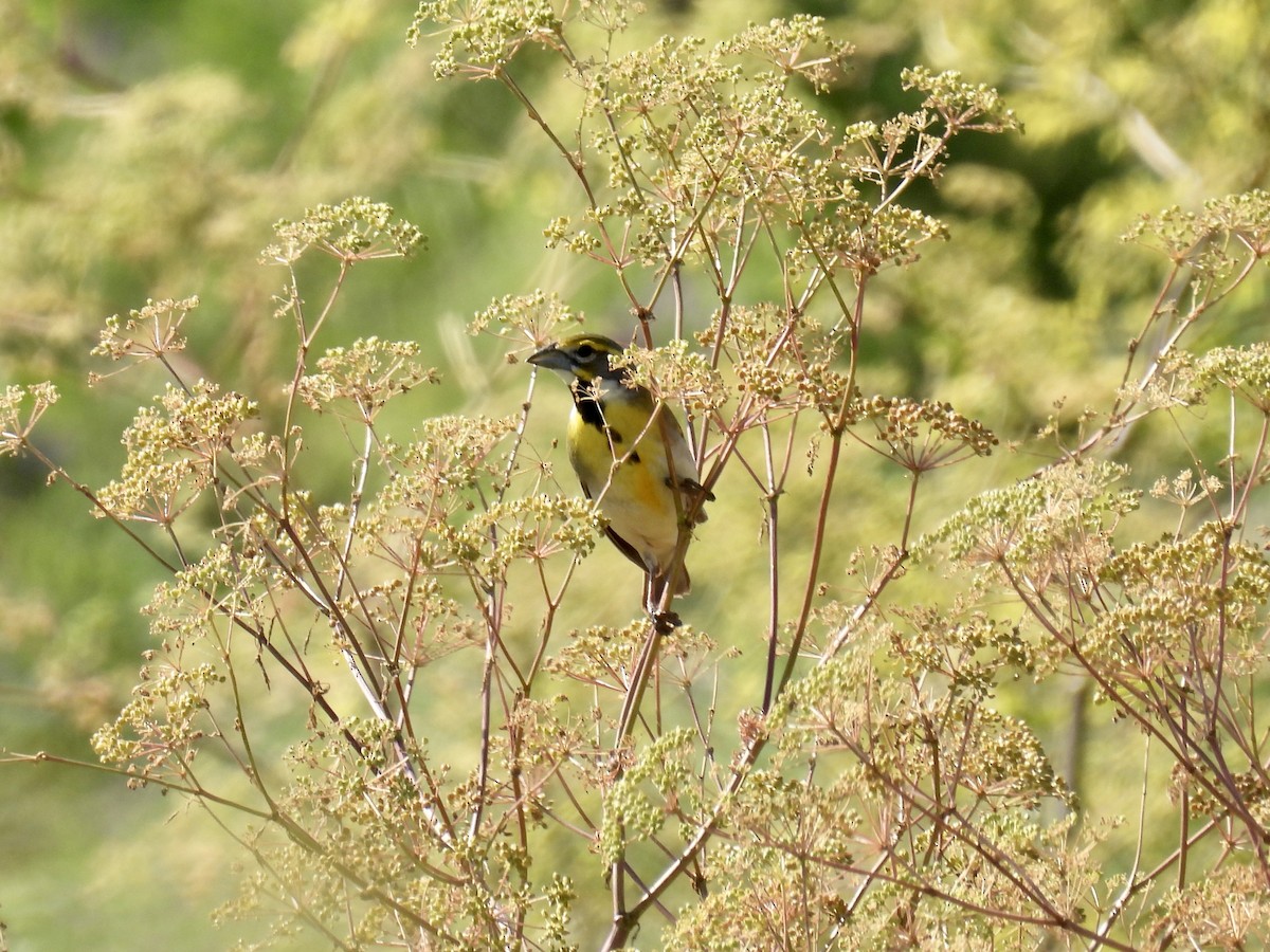 Dickcissel - ML620411782