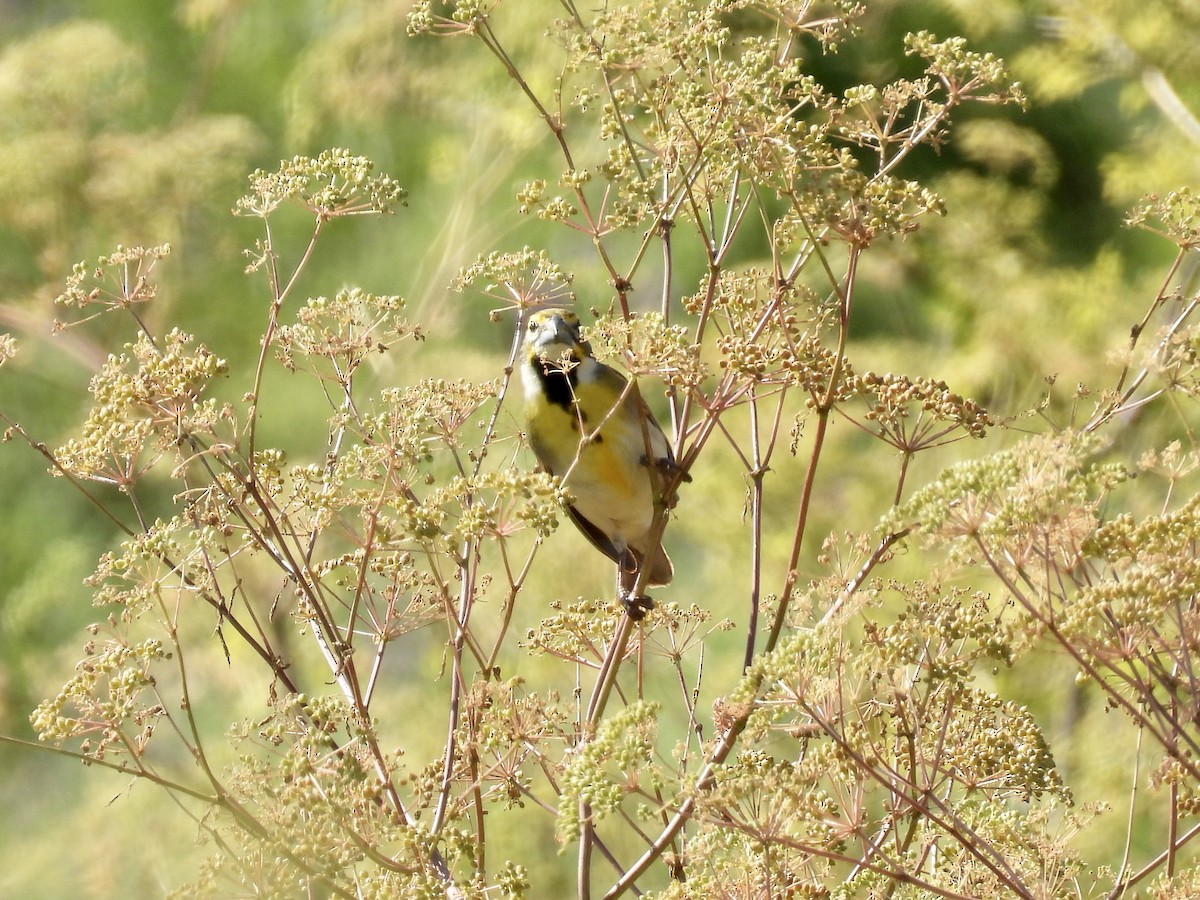 Dickcissel - ML620411784