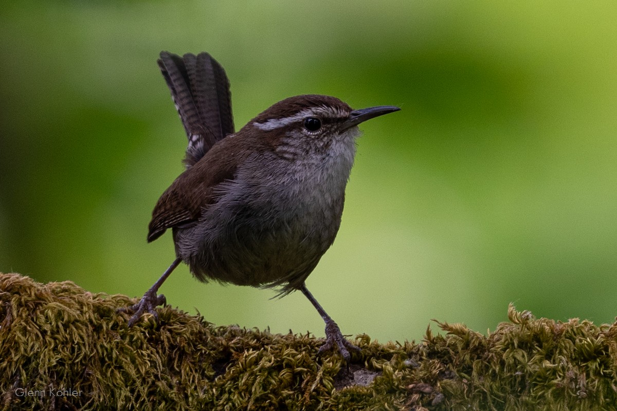 Bewick's Wren - ML620411788