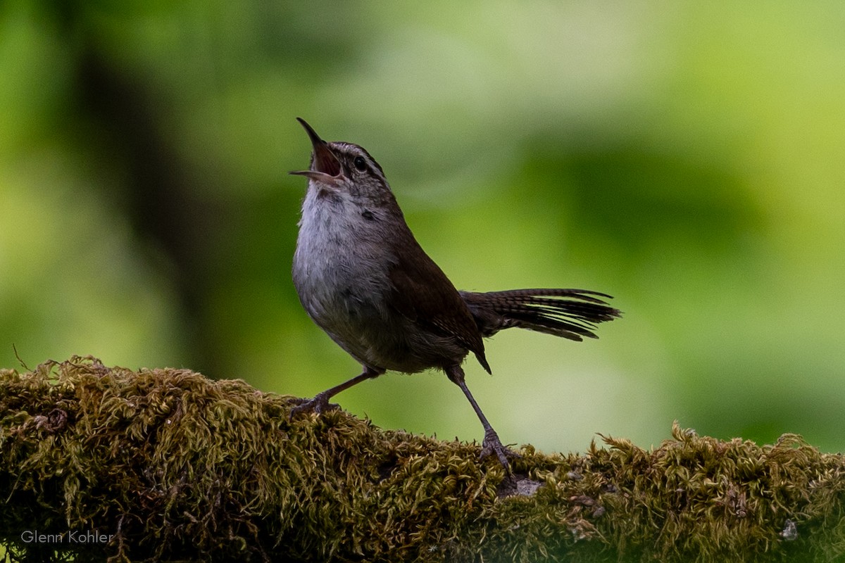 Bewick's Wren - ML620411789