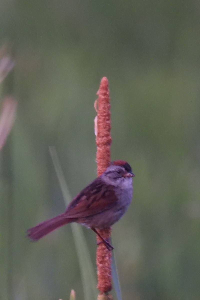 Swamp Sparrow - ML620411791
