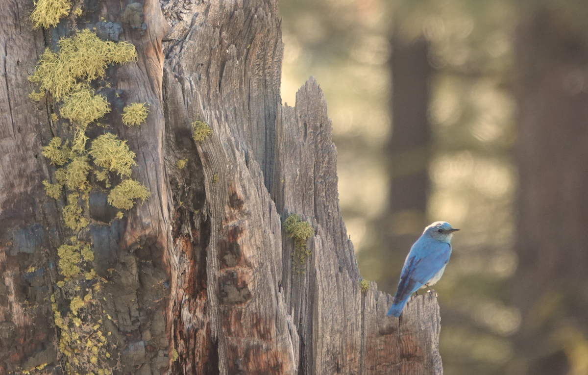 Mountain Bluebird - ML620411793