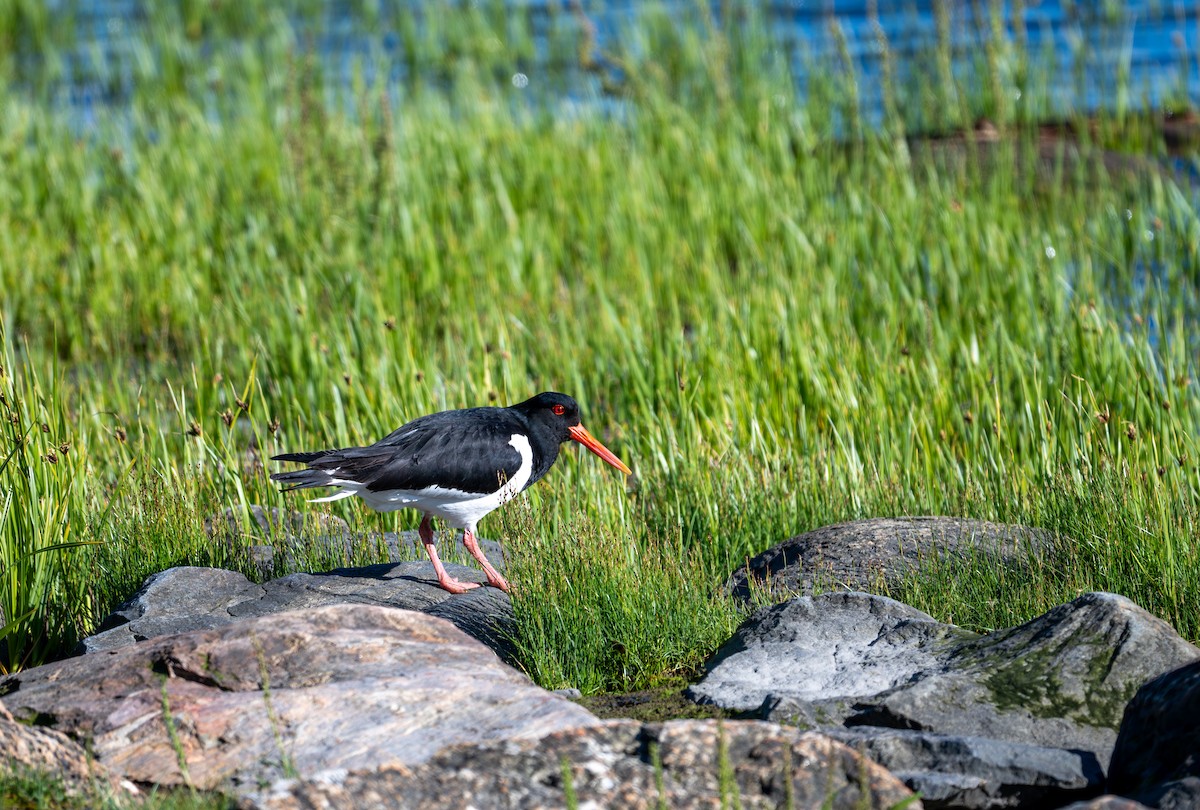 Eurasian Oystercatcher - ML620411798
