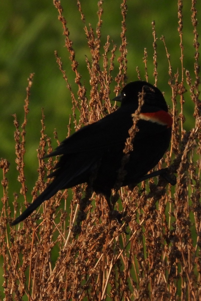 Red-winged Blackbird - ML620411800