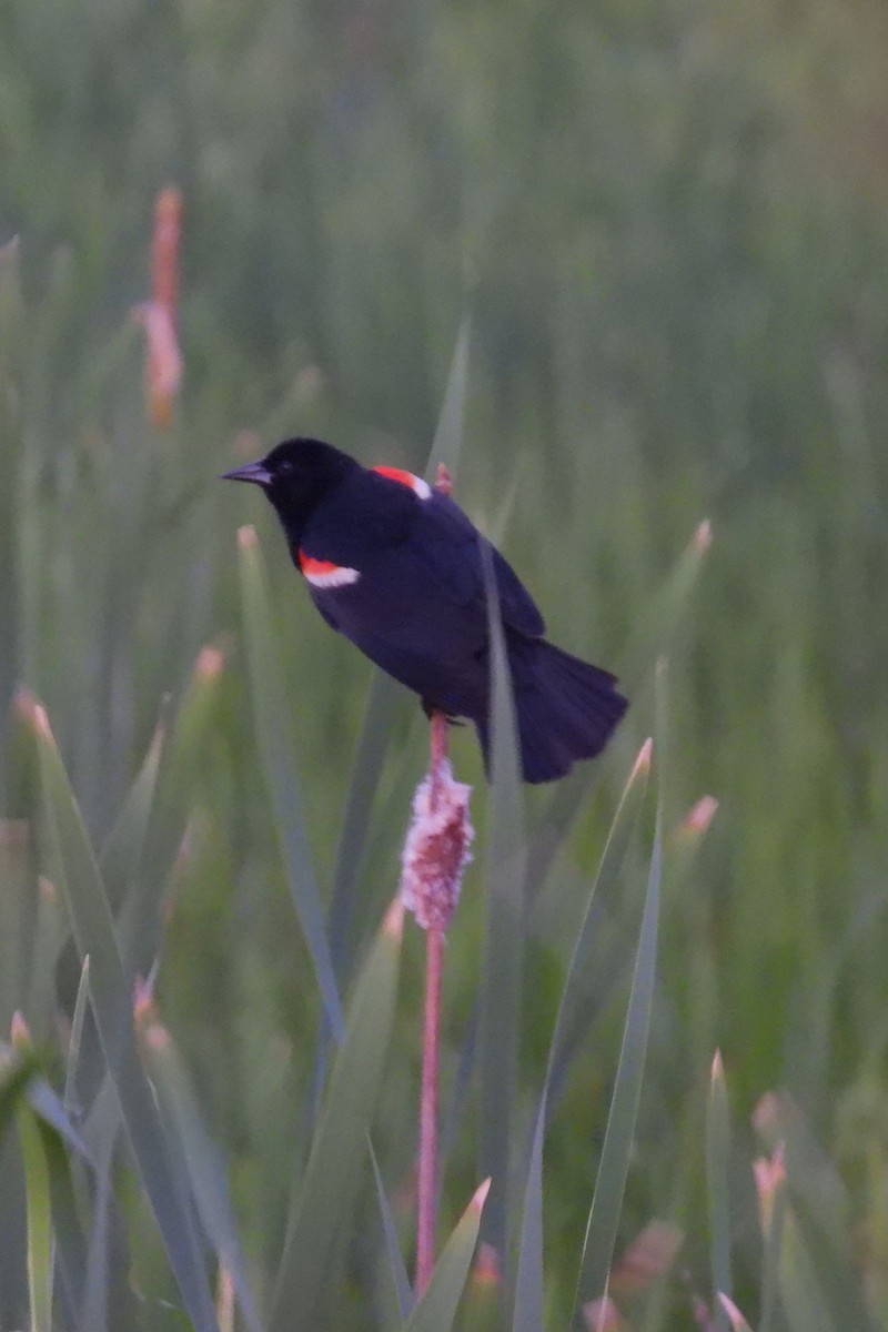 Red-winged Blackbird - ML620411801