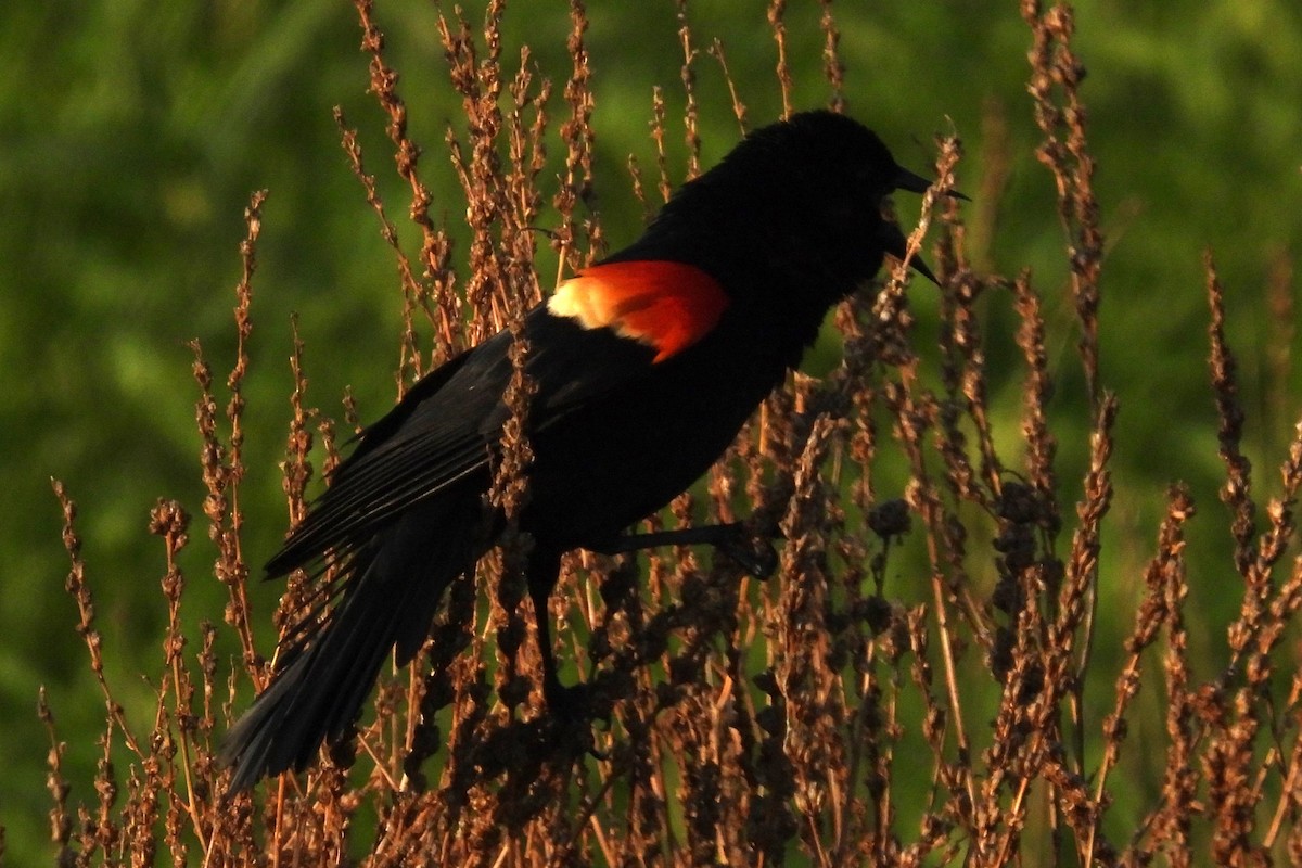 Red-winged Blackbird - ML620411802