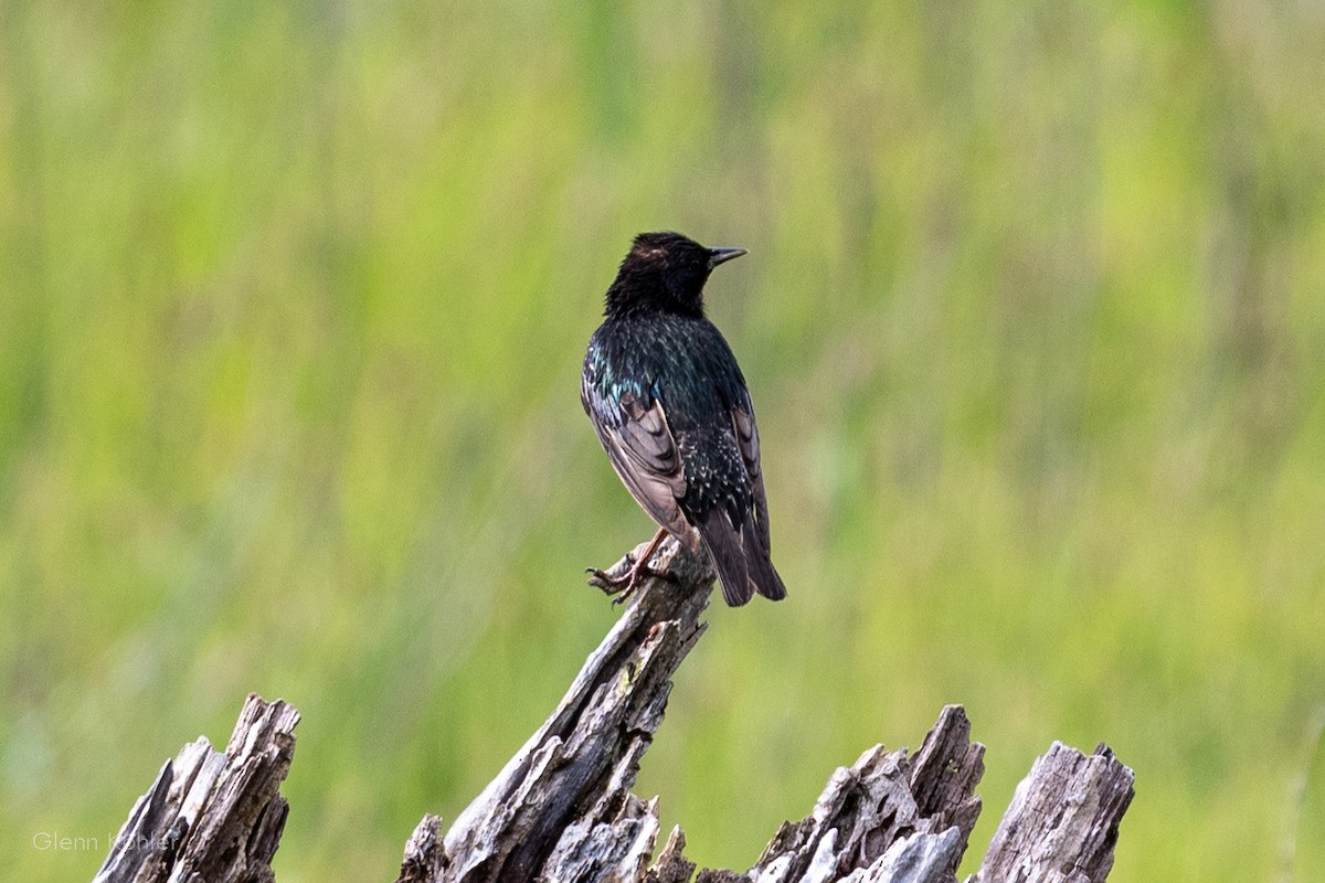 歐洲椋鳥 - ML620411804