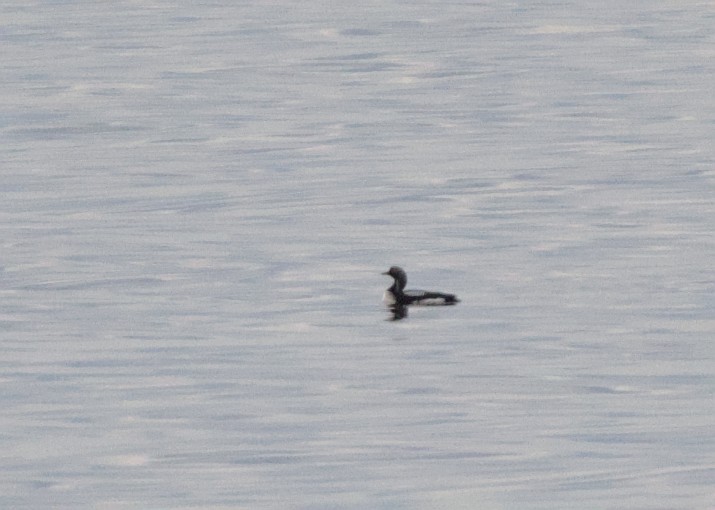 Arctic Loon - ML620411806