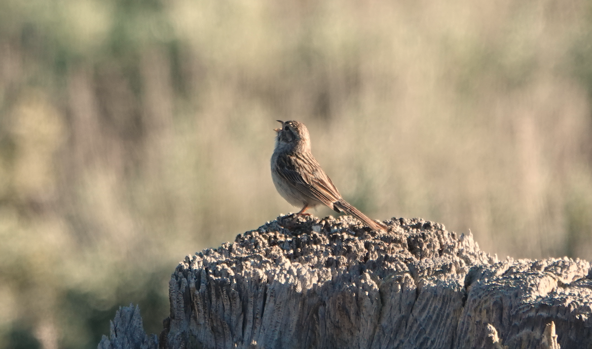 Brewer's Sparrow - ML620411814