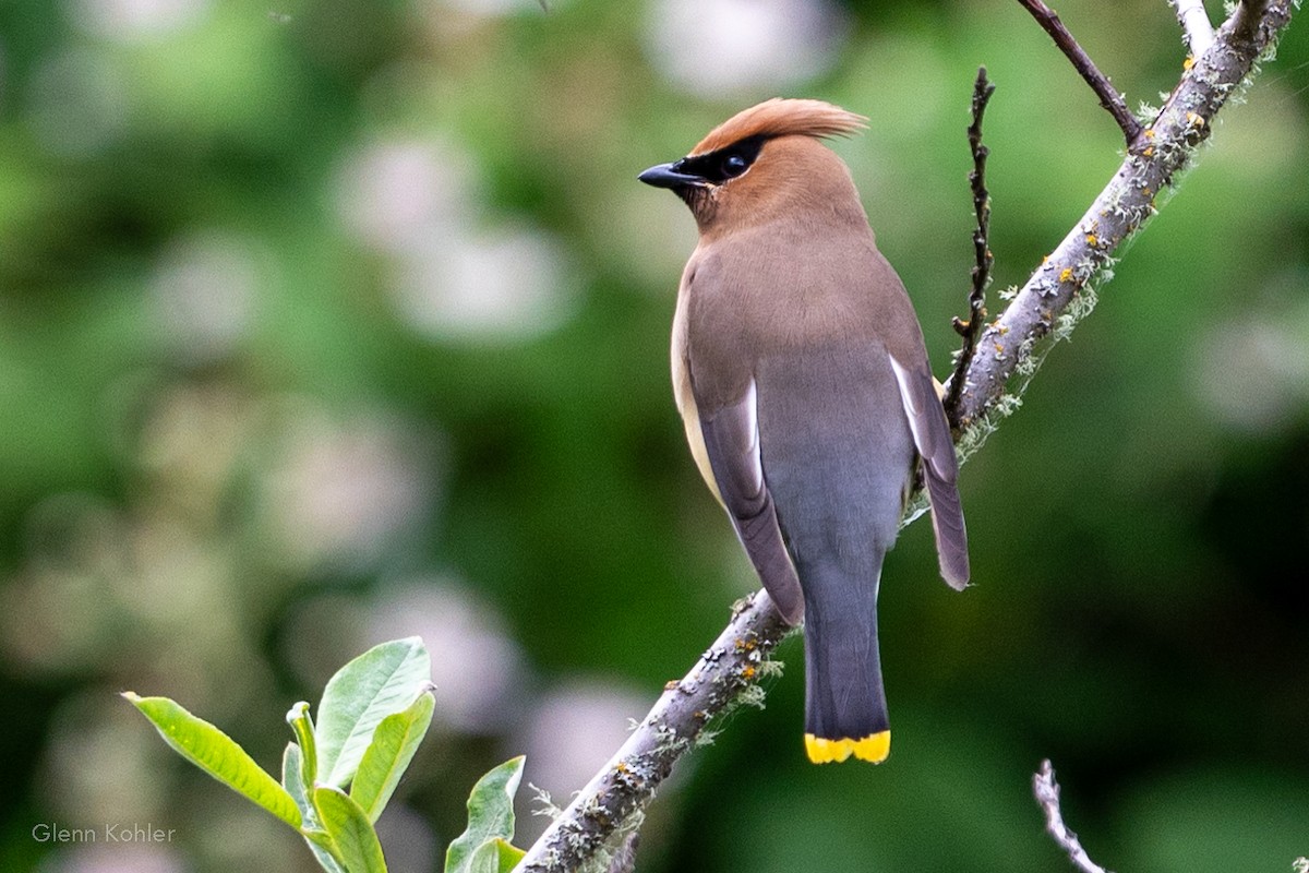 Cedar Waxwing - ML620411817